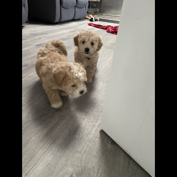 Maltipoo - Both