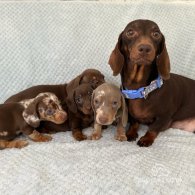 Dachshund (Standard & Miniature) - Both