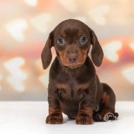 Dachshund (Standard & Miniature) - Both