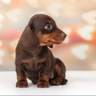 Dachshund (Standard & Miniature) - Both