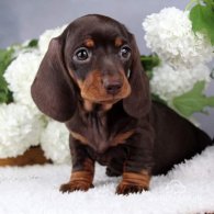 Dachshund (Standard & Miniature) - Both