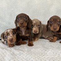 Dachshund (Standard & Miniature) - Both