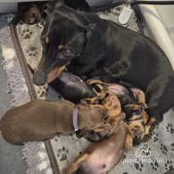 Dachshund (Standard & Miniature) - Both