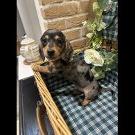 Dachshund (Standard &amp; Miniature) - Both