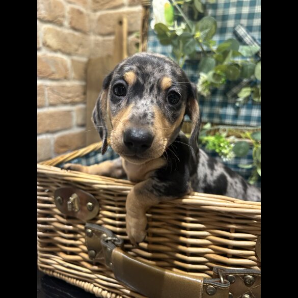 Dachshund (Standard &amp; Miniature) - Both