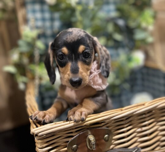 Dachshund (Standard &amp; Miniature)