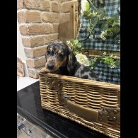 Dachshund (Standard &amp; Miniature) - Both