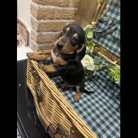 Dachshund (Standard &amp; Miniature) - Both