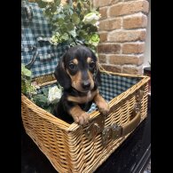 Dachshund (Standard &amp; Miniature) - Both