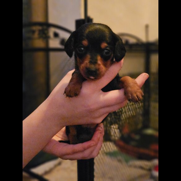 Dachshund (Standard &amp; Miniature) - Both