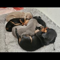 Dachshund (Standard &amp; Miniature) - Both