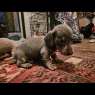 Dachshund (Standard &amp; Miniature) - Both