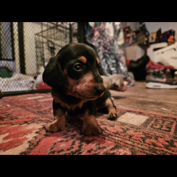 Dachshund (Standard &amp; Miniature) - Both