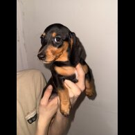 Dachshund (Standard &amp; Miniature) - Bitches