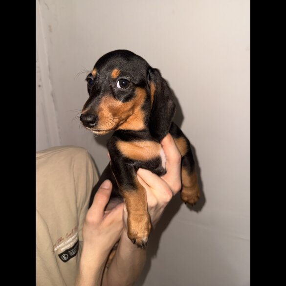 Dachshund (Standard &amp; Miniature) - Bitches