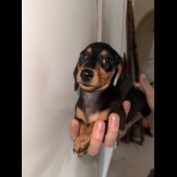 Dachshund (Standard &amp; Miniature) - Bitches