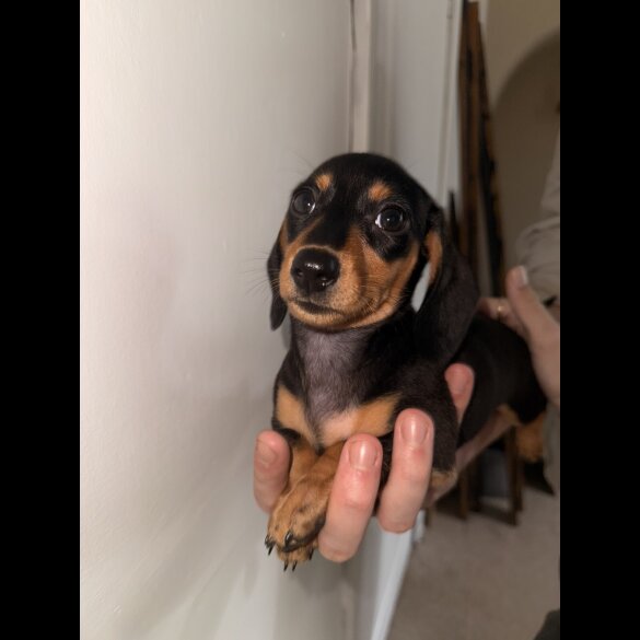 Dachshund (Standard &amp; Miniature) - Bitches