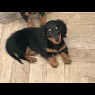 Dachshund (Standard &amp; Miniature) - Bitches