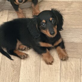 Dachshund (Standard &amp; Miniature) - Bitches