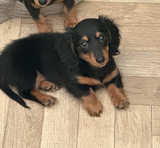 Dachshund (Standard &amp; Miniature)