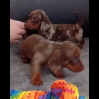 Dachshund (Standard &amp; Miniature) - Dogs