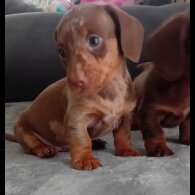 Dachshund (Standard &amp; Miniature) - Dogs