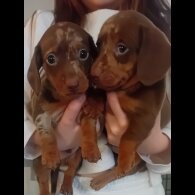 Dachshund (Standard &amp; Miniature) - Dogs