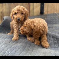 Miniature Poodle - Both