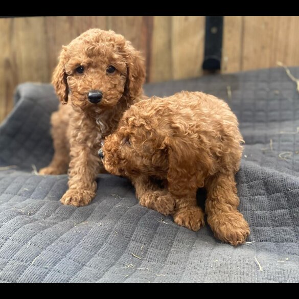 Miniature Poodle - Both