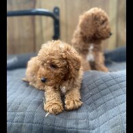 Miniature Poodle - Both