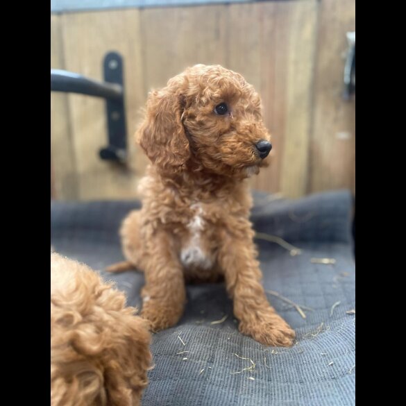 Miniature Poodle - Both