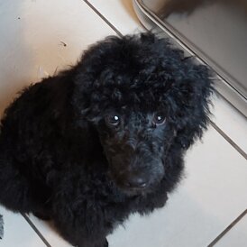 Miniature Poodle - Both