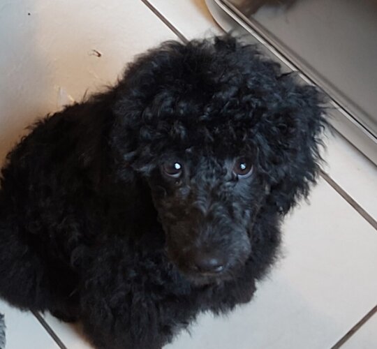 Miniature Poodle