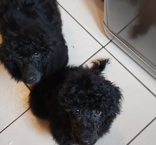 Miniature Poodle