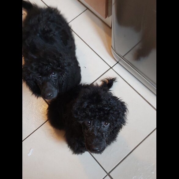 Miniature Poodle - Both