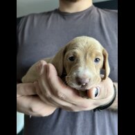 Dachshund (Standard &amp; Miniature) - Both