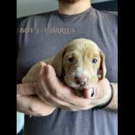 Dachshund (Standard &amp; Miniature) - Both