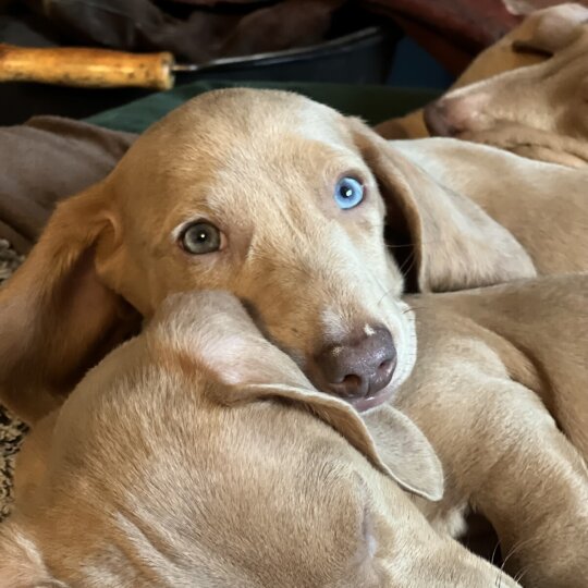 Dachshund (Standard &amp; Miniature) - Both