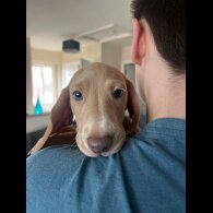 Dachshund (Standard &amp; Miniature) - Both