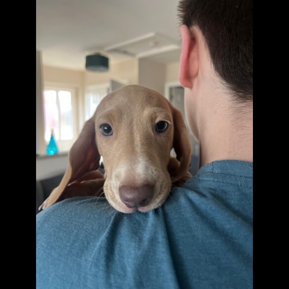 Dachshund (Standard &amp; Miniature) - Both