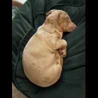 Dachshund (Standard &amp; Miniature) - Both