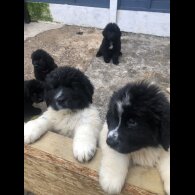 Newfoundland - Both