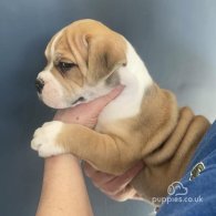 English Bulldog - Both