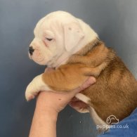 English Bulldog - Both