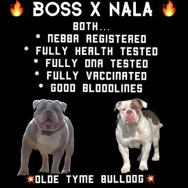 English Bulldog - Both