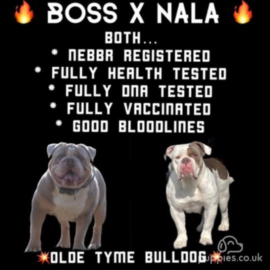 English Bulldog - Both