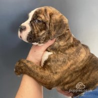 English Bulldog - Both