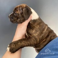 English Bulldog - Both