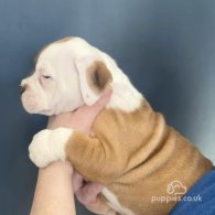 English Bulldog - Both