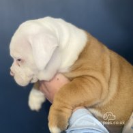 English Bulldog - Both